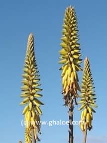 Miniature 2 de Aloe Blossom Herbal Tea - Infusion Fleur d'Aloès - 11 plantes